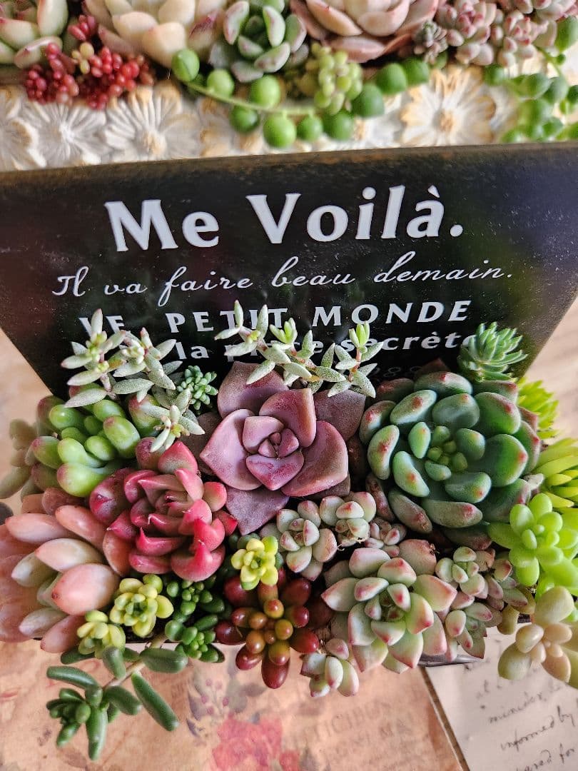 多肉植物寄せ植え