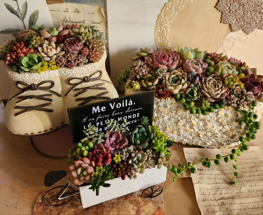 多肉植物寄せ植え