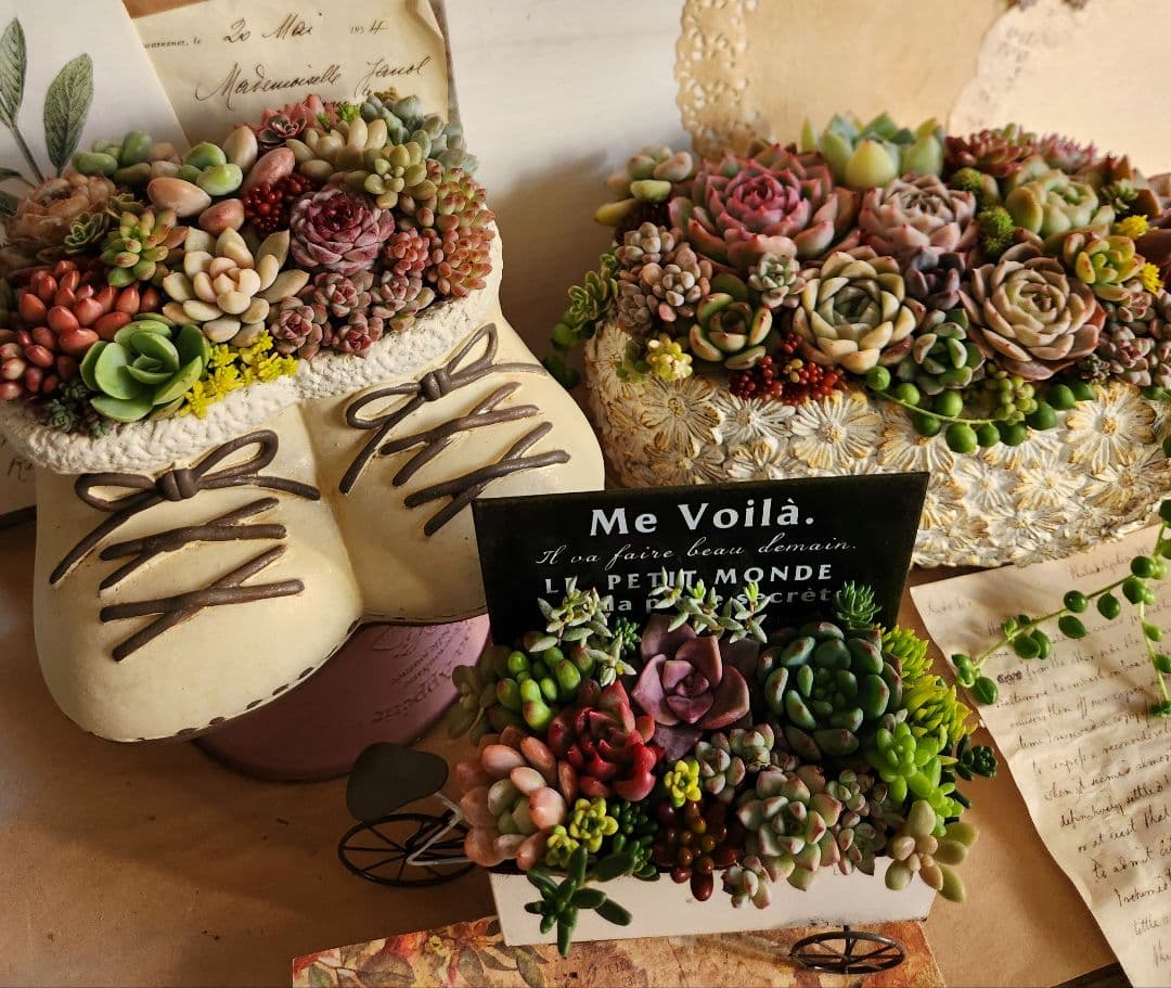 多肉植物寄せ植え