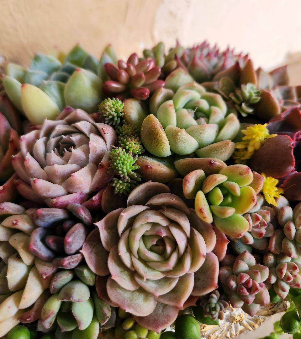 多肉植物寄せ植え