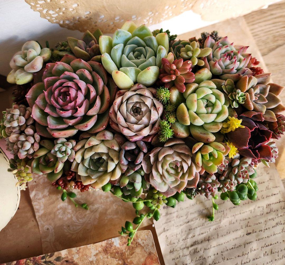 多肉植物寄せ植え