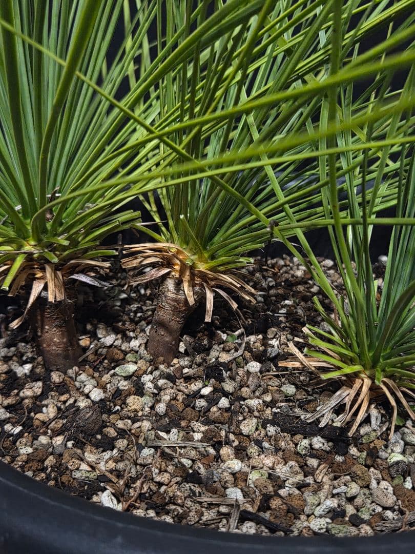 専用出品 ユッカ リネアリフォリア (ち) 3頭