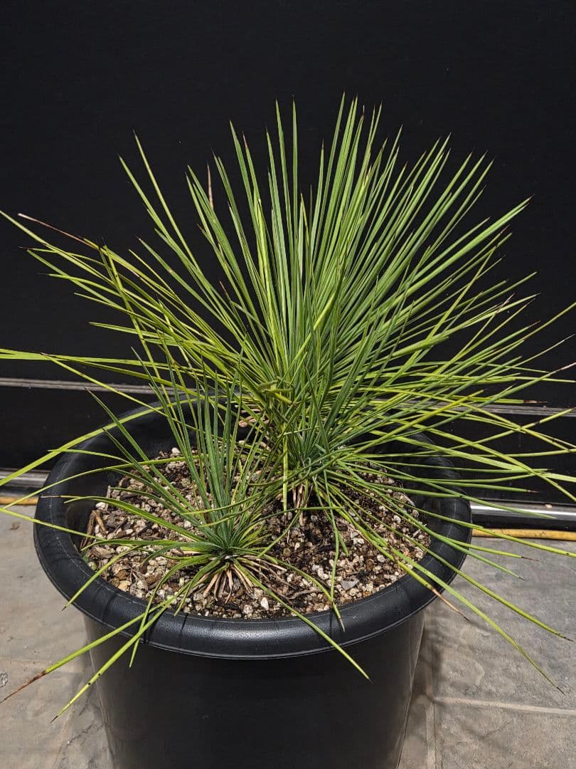 専用出品 ユッカ リネアリフォリア (ち) 3頭