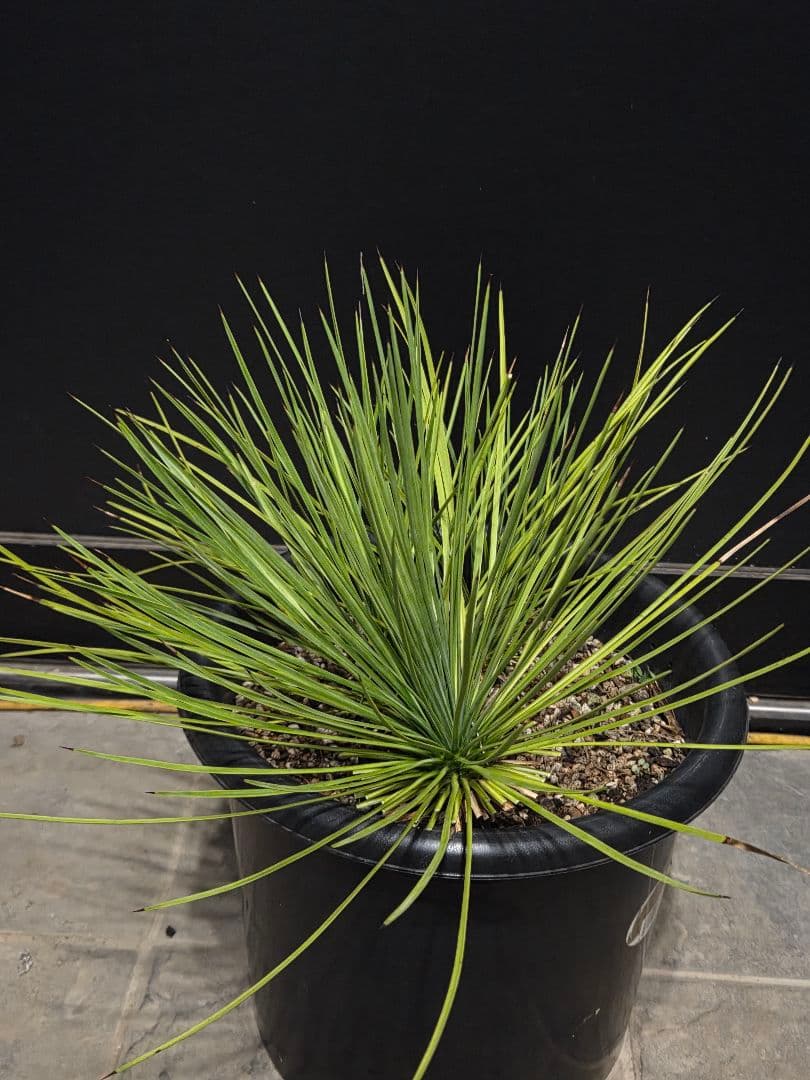 専用出品 ユッカ リネアリフォリア (ち) 3頭