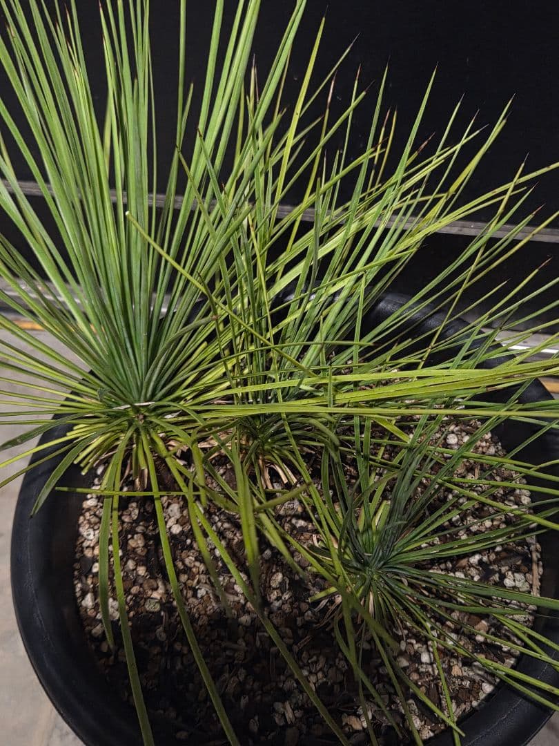 専用出品 ユッカ リネアリフォリア (ち) 3頭