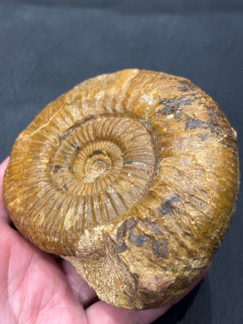 化石　アンモナイト　パーキンソニア