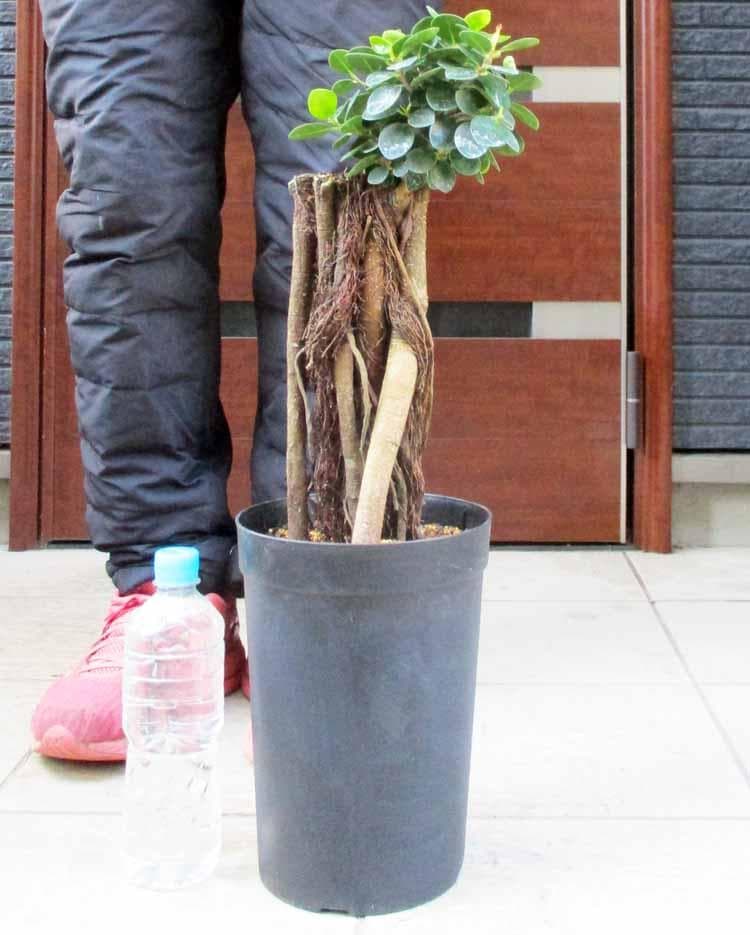 【現品】パンダガジュマル （ぱんだ・ガジュマル）（パンダ・ガジュマル）6号　M4