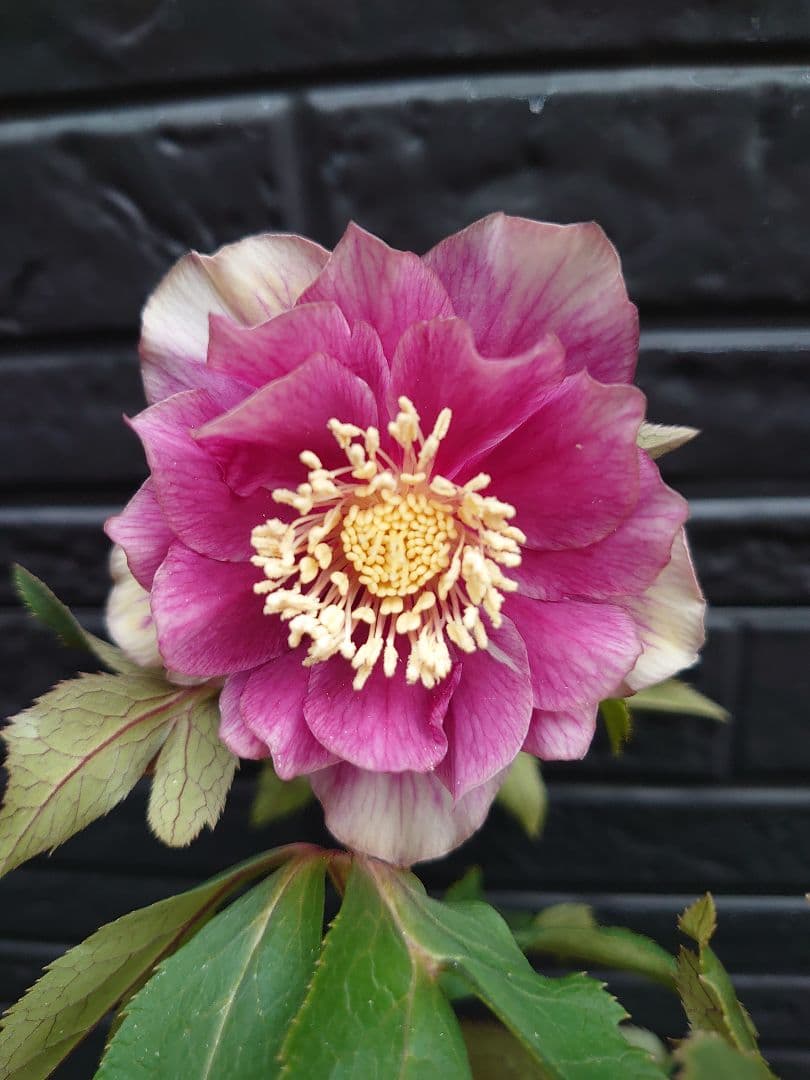 広瀬園芸　クリスマスローズ　Ｄ