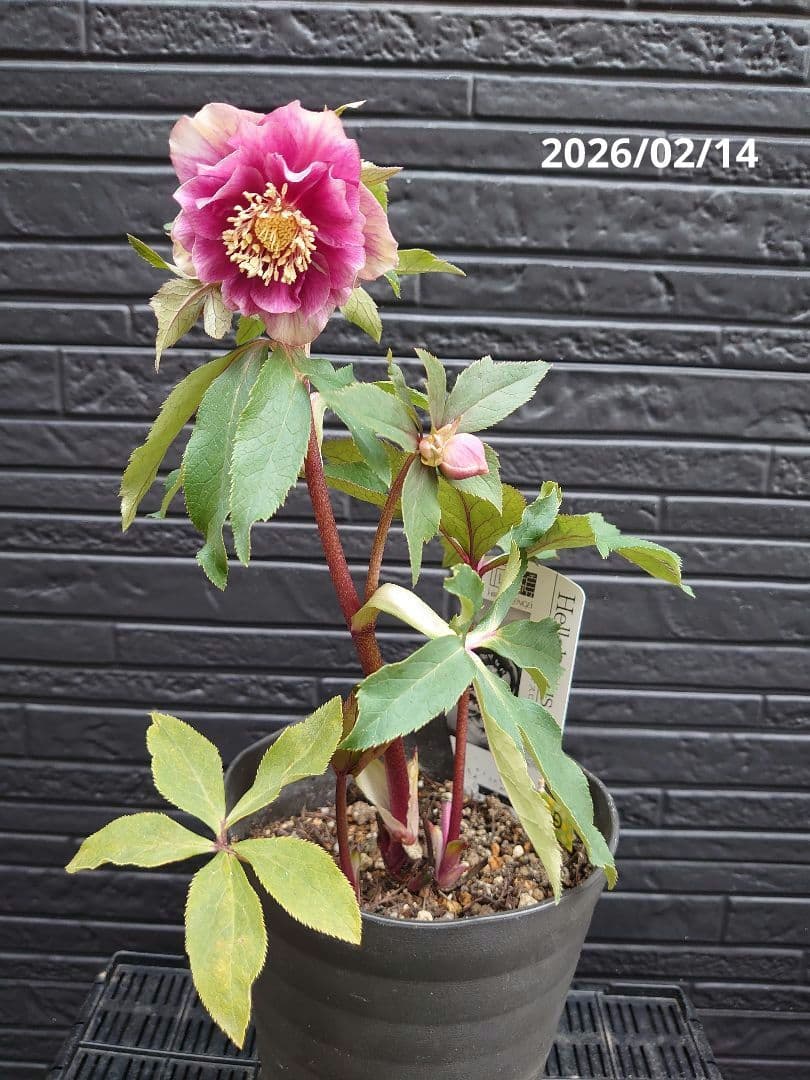 広瀬園芸　クリスマスローズ　Ｄ