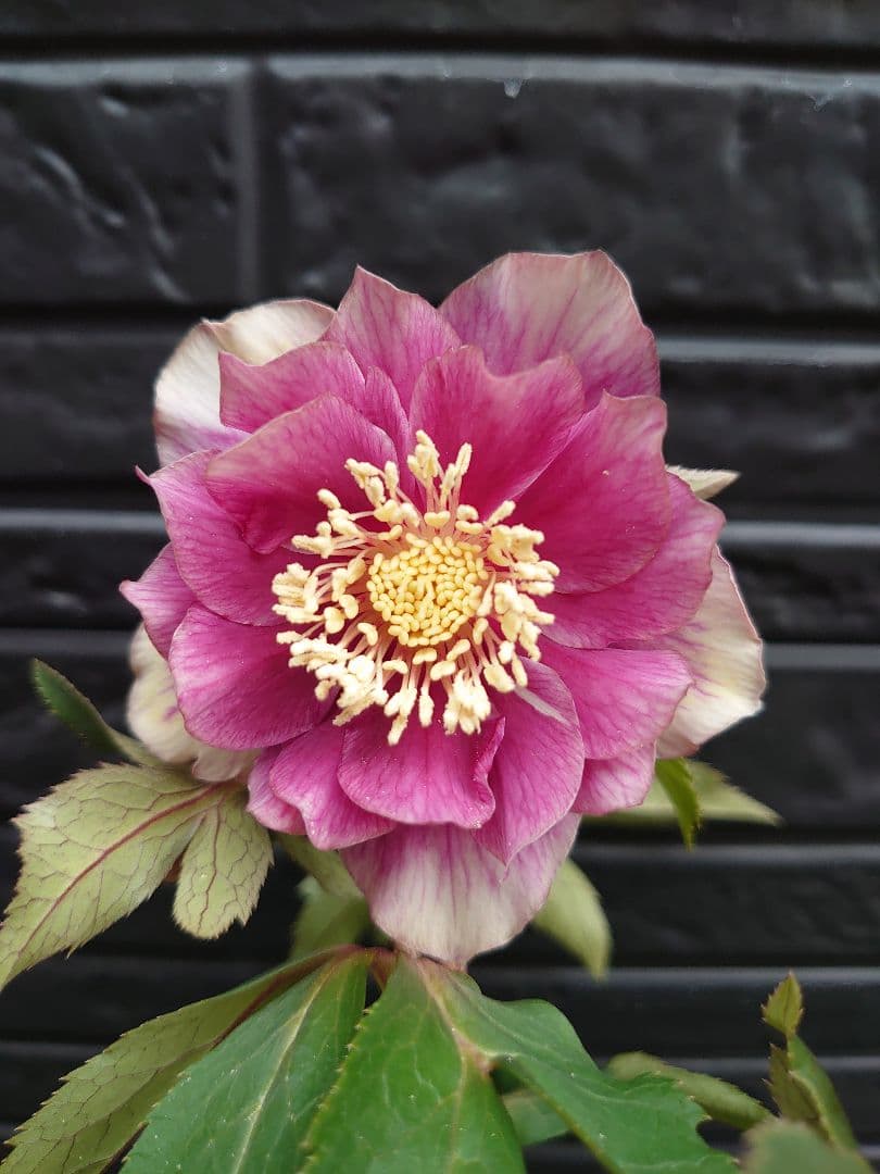 広瀬園芸　クリスマスローズ　Ｄ