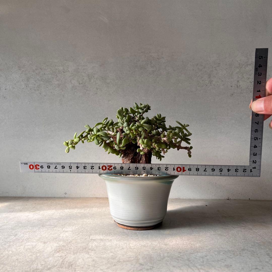 g*g様 ケラリアピグマエア　現地球　発根済み　塊根植物　陶器鉢セット　Ⅲ