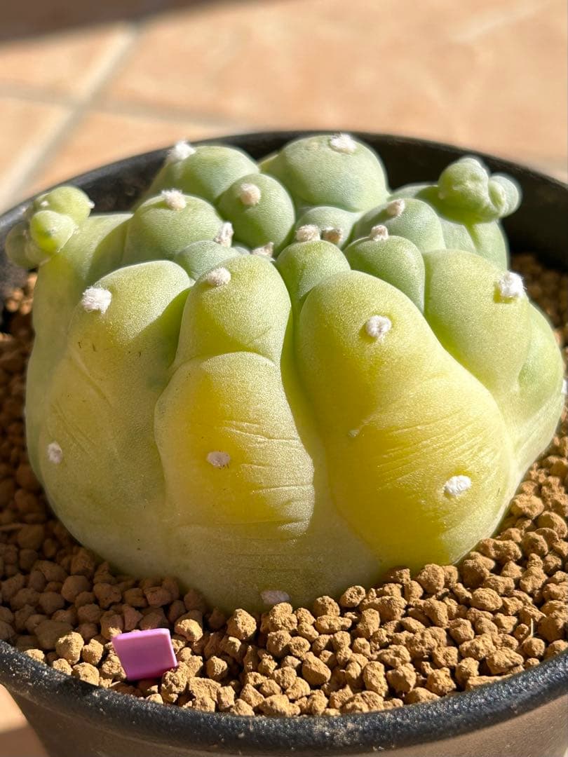 ニコチュー　ロフォフォラ　疣銀冠玉錦　超美株