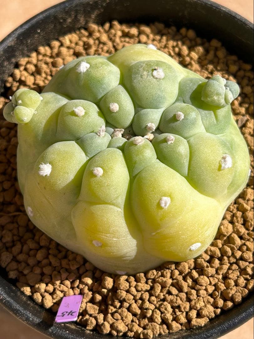 ニコチュー　ロフォフォラ　疣銀冠玉錦　超美株