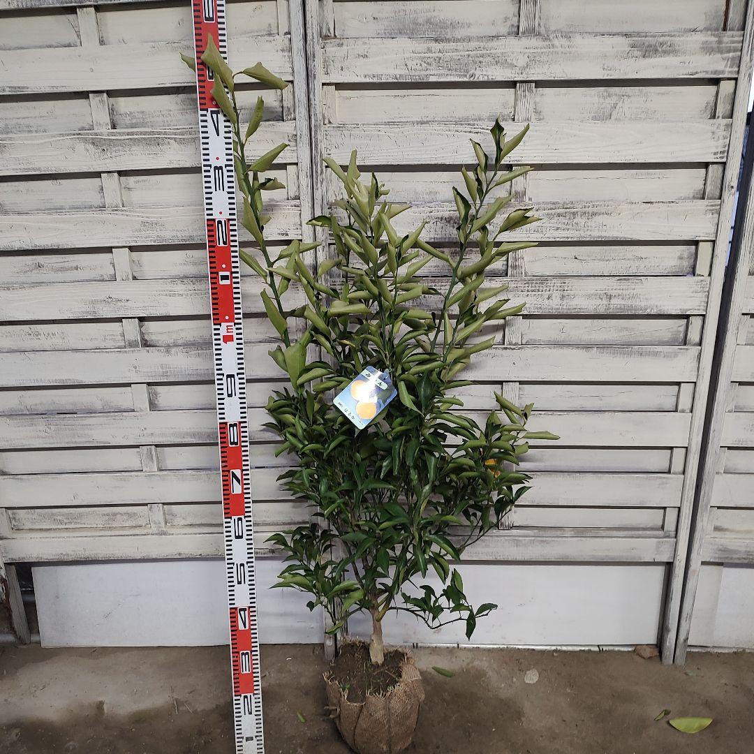 はるか 3年生 苗木 実つき！ 大苗