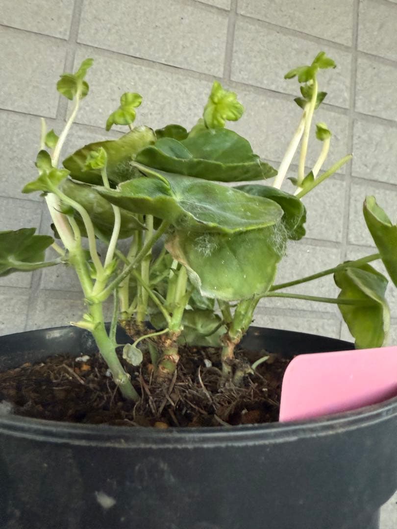 超新品アイビーゼラニウム苗