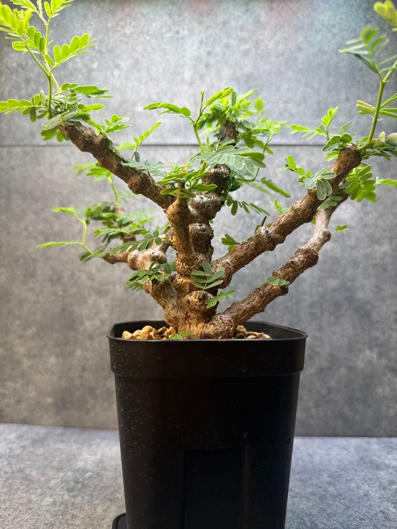 センナ　メリディオナリス　海外実生　発根済み　428