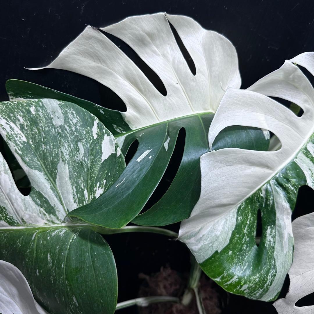 K*a様 斑入りモンステラ ホワイトタイガー極美大株54cm白斑多