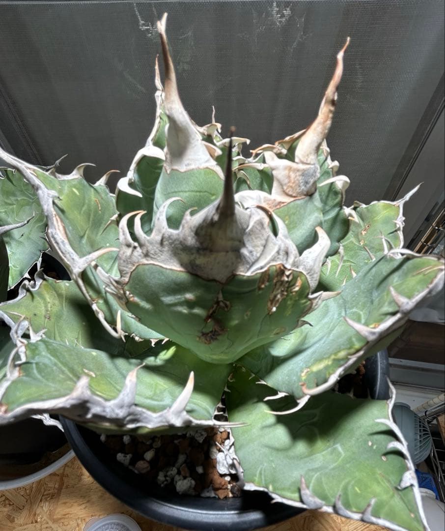 アガベ oaxaca oteroi 超バンド鋸歯 オアハカ オテロイ