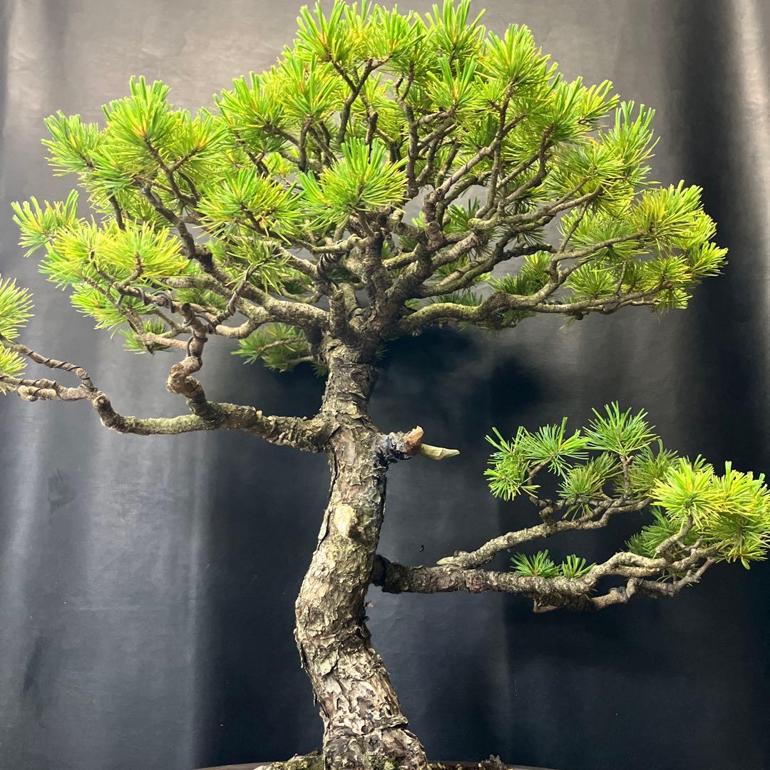 五葉松 盆栽