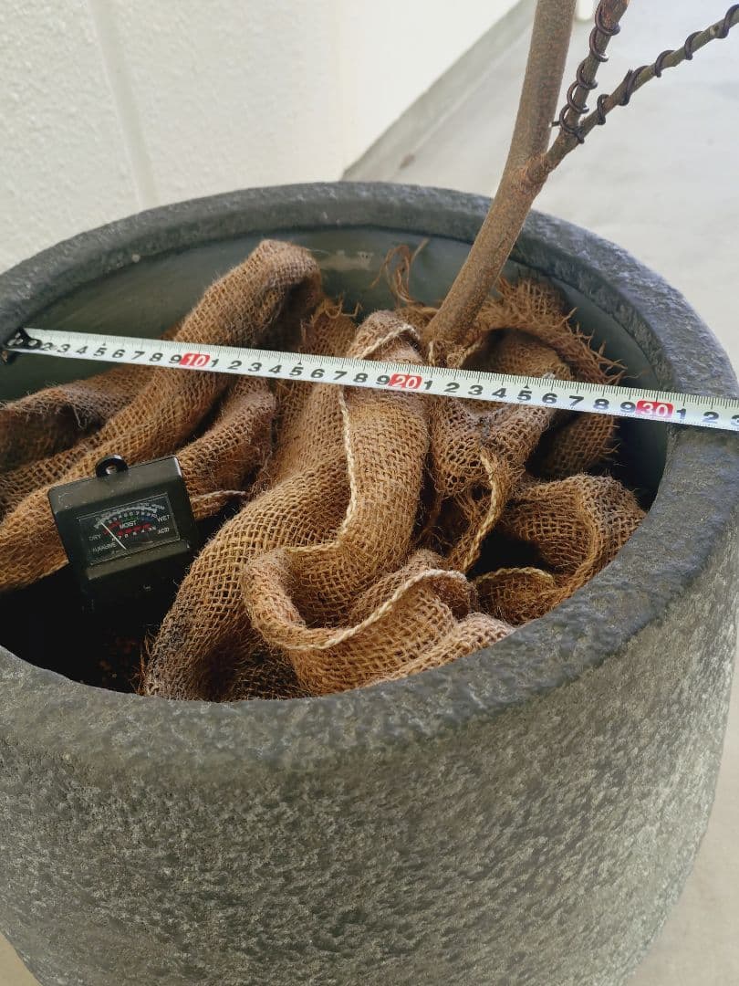 【高級鉢カバー付き】大型エバーフレッシュ　観葉植物　引き取り可能　曲がり