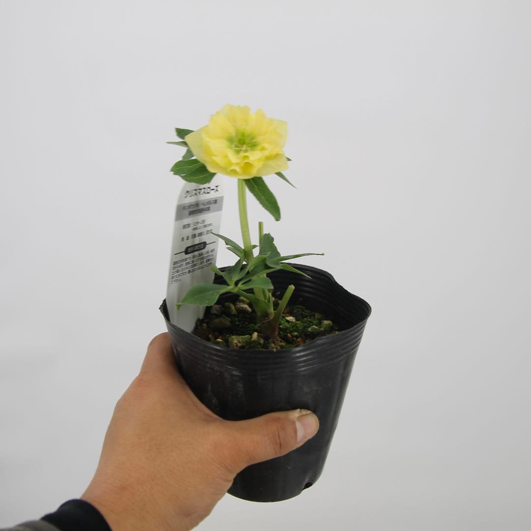 八重咲きクリスマスローズ　11ポットセット