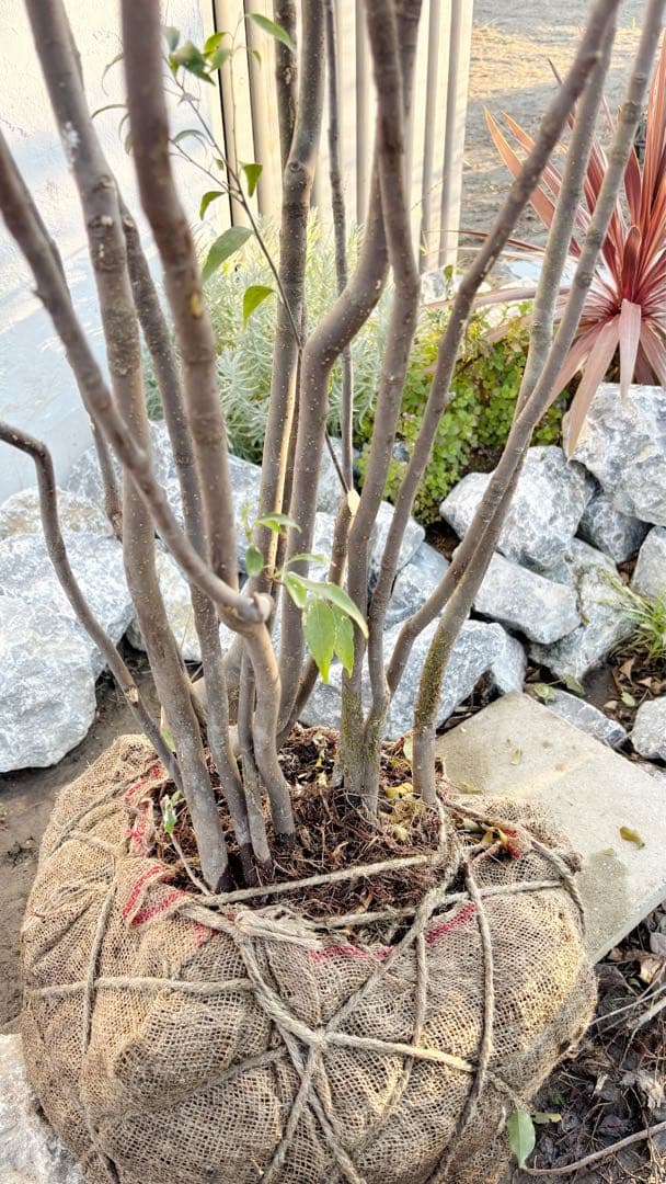 超絶品。山採りハイノキ大株立ち2.7M(鉢底から)