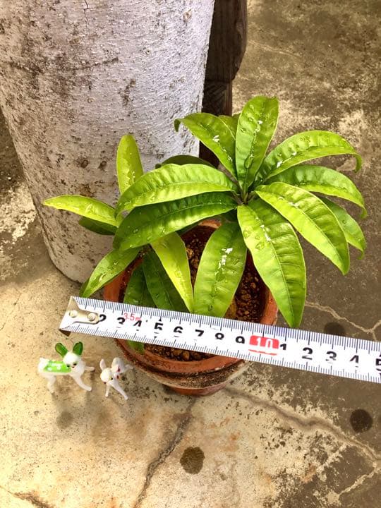 沖縄 宮古島産のカニステル 今年4月に種を植え6月に発芽/超元気いっぱい/2本