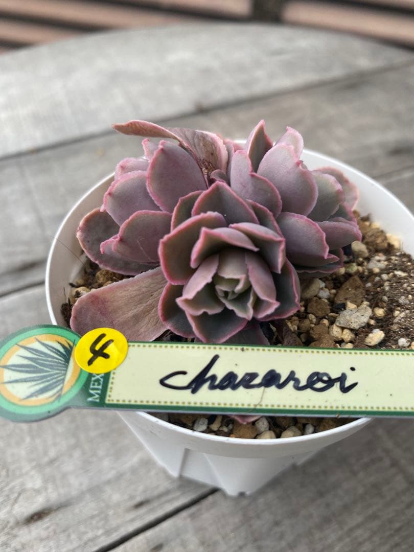 4 三頭　原種　チャザロイ　Chazaroi エケベリア 紫色