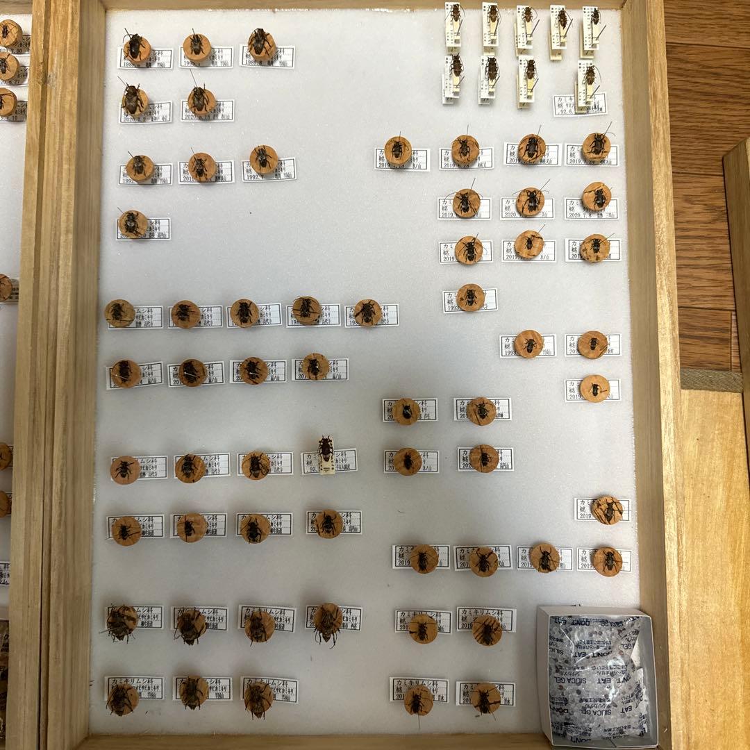 カミキリムシ　標本