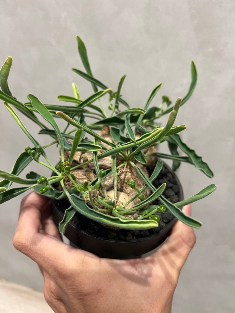 ユーフォルビア　ツベローサ　塊根植物