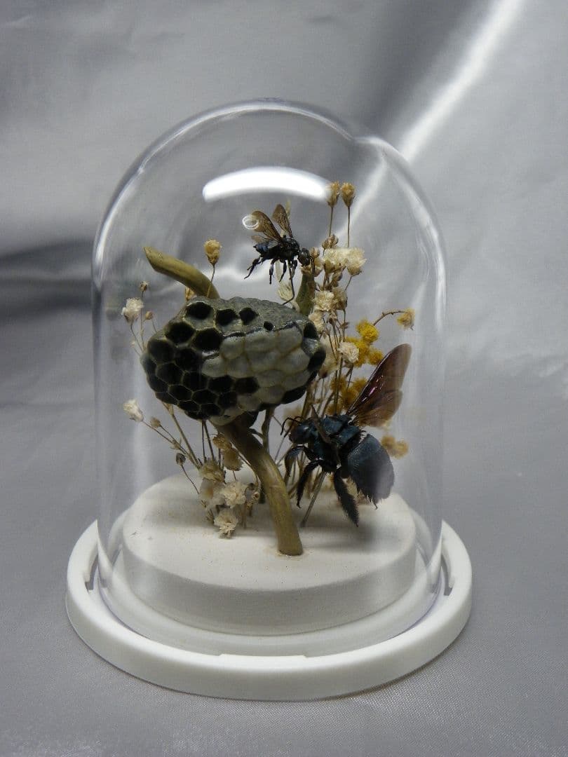 幸福の青い蜂　ビネット標本