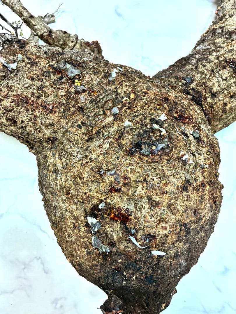 オペルクリカリアパキプス　ベアルート株