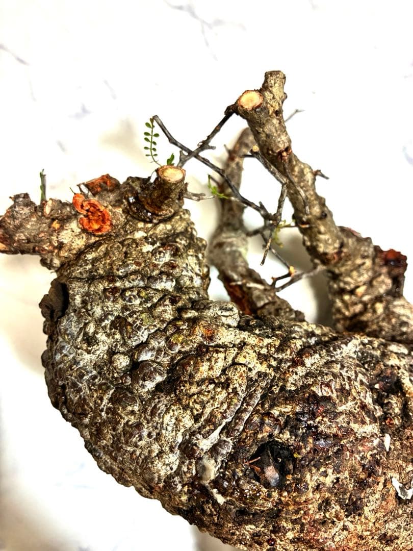 オペルクリカリアパキプス　ベアルート株