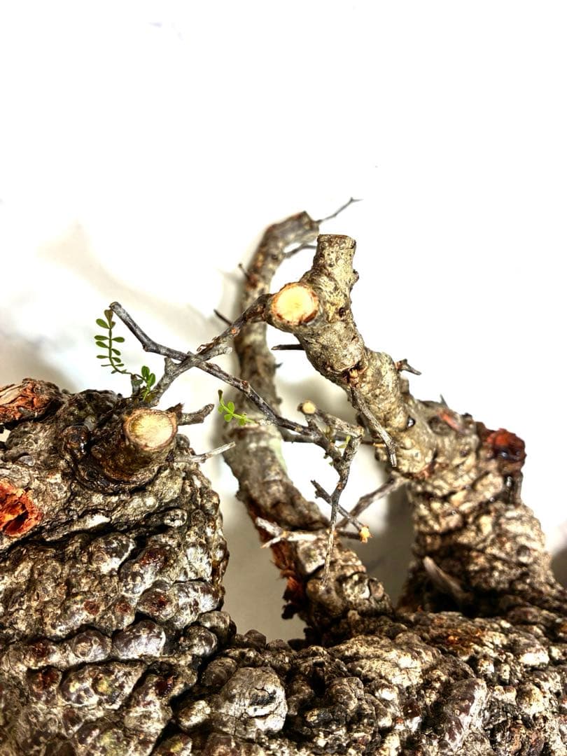 オペルクリカリアパキプス　ベアルート株