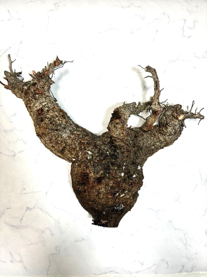 オペルクリカリアパキプス　ベアルート株