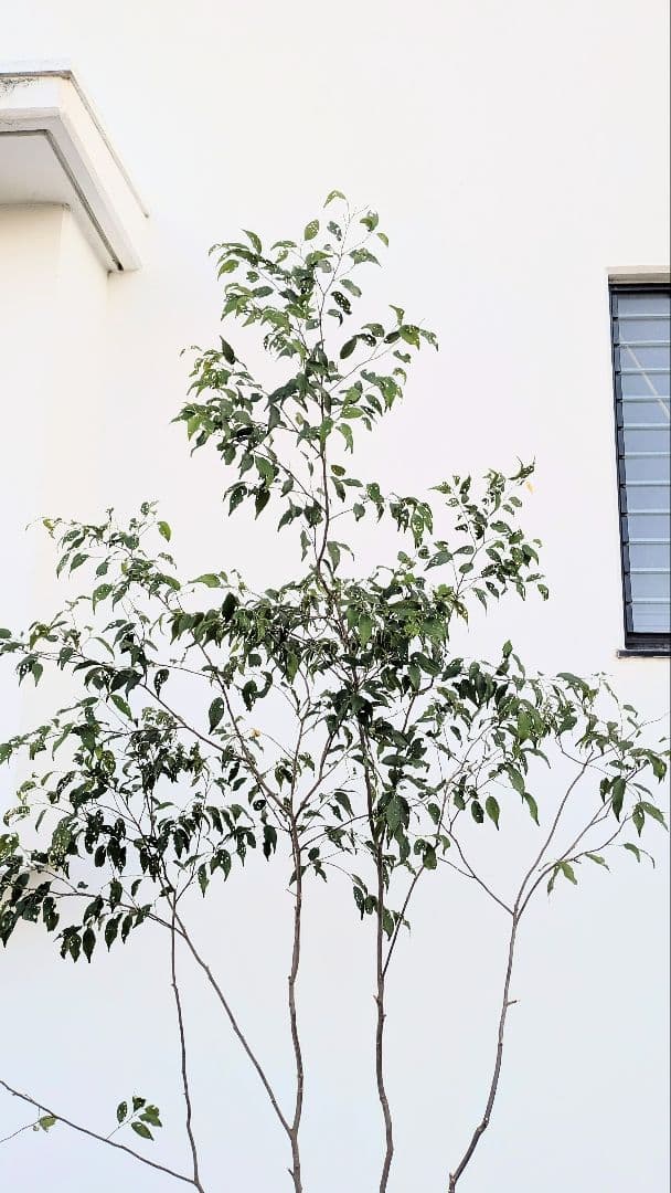 訳あり特価！山採りハイノキ。