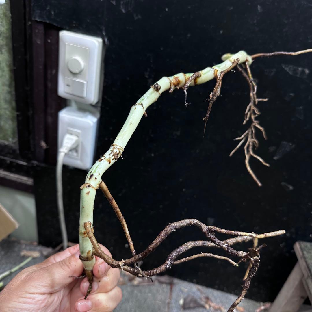 H*I様 斑入りモンステラホワイトタイガー茎8株おまとめ