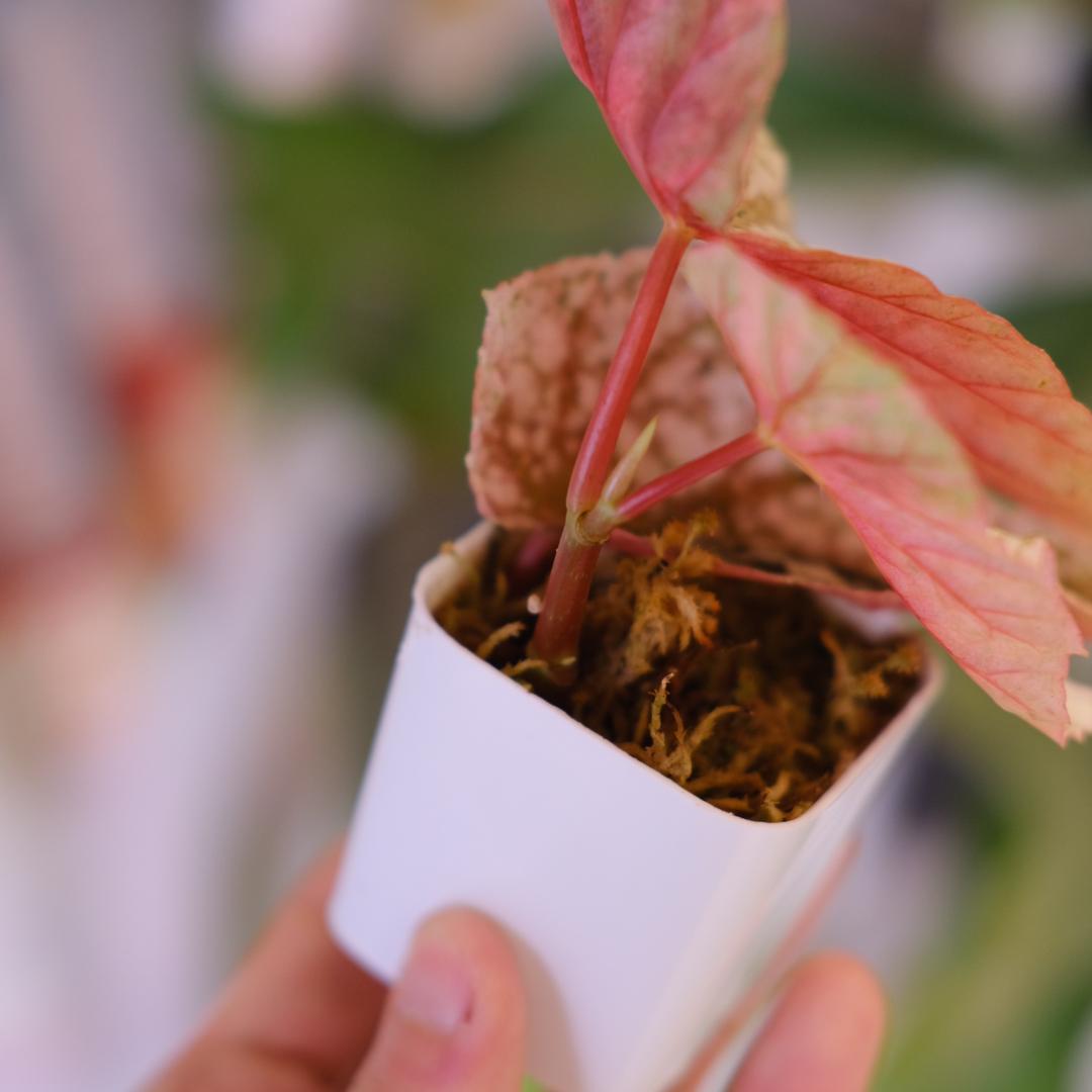 Begonia  Capped Variegata｜ベゴニア