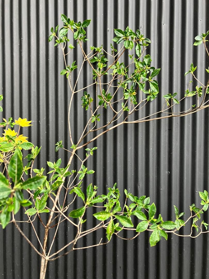 山採り　コハウチワカエデ　バイカツツジ　混合株