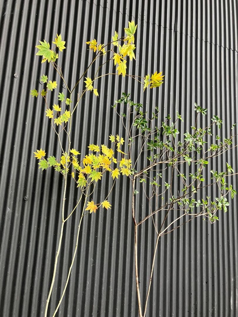 山採り　コハウチワカエデ　バイカツツジ　混合株