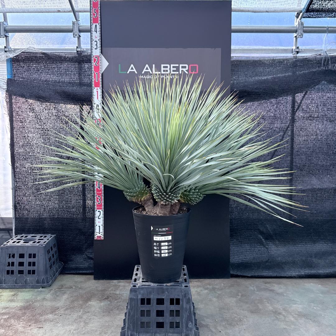 【AL1194】ユッカ　ロストラータ　超希少４分頭株