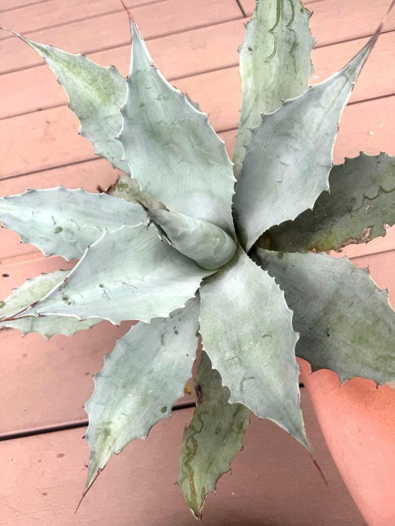 アガベ　オバティフォリア　フロスティブルー　大株　親株