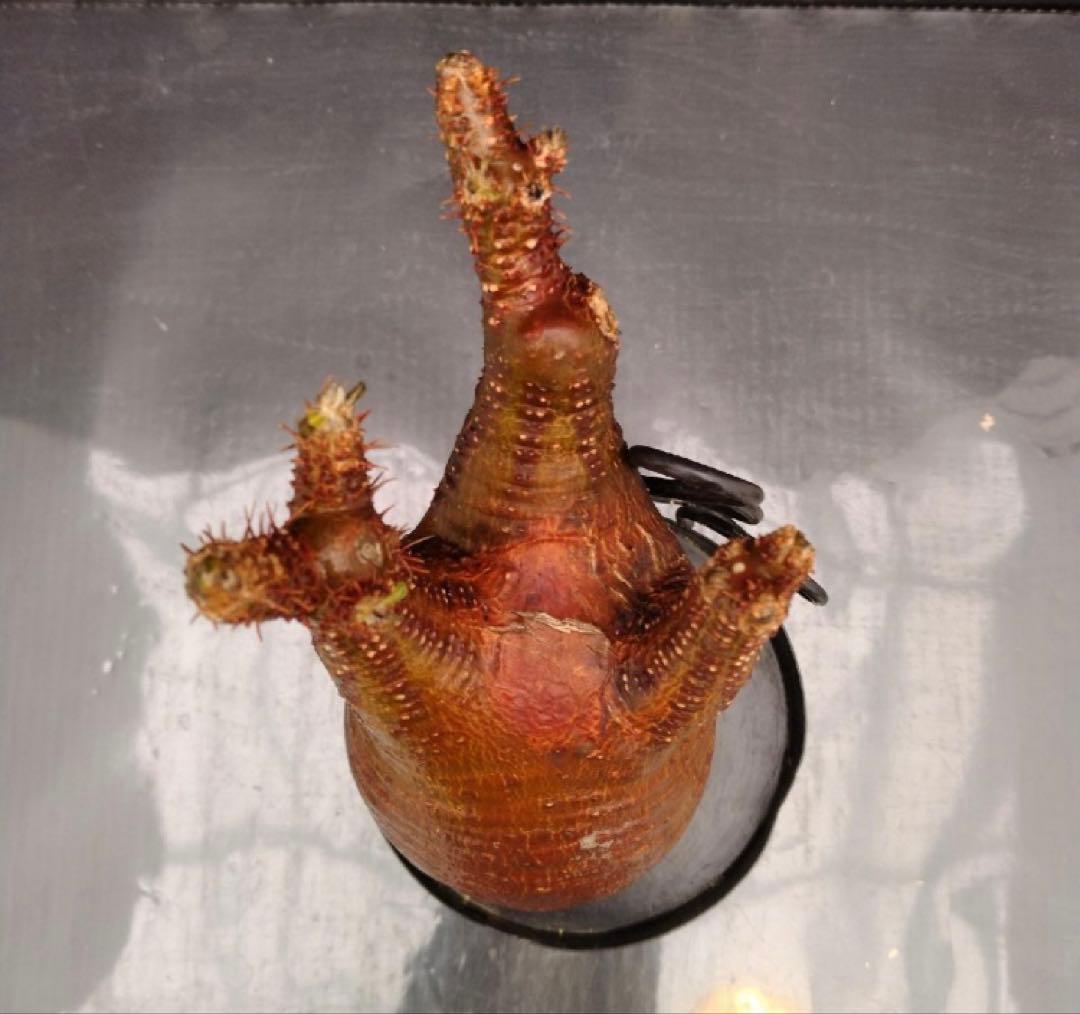 グラキリス 発根管理中 現地球