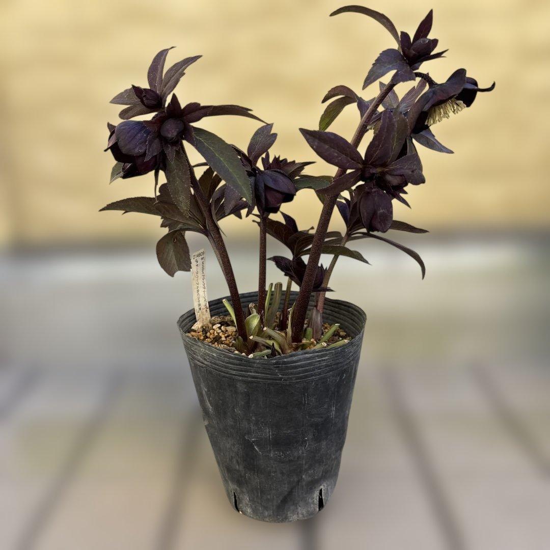 加藤農園　マットブラック　クリスマスローズ　開花株　現品　匿名発送　交配タグ付き