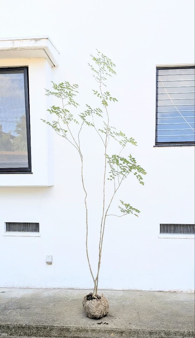 3m弱。山採りアオダモ。