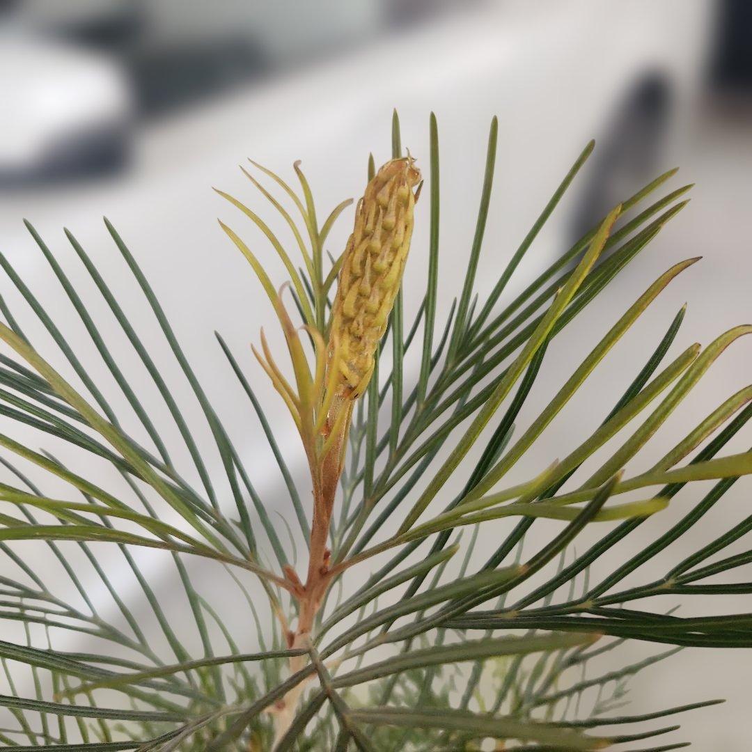 グレビレア・スパイダーマン8号