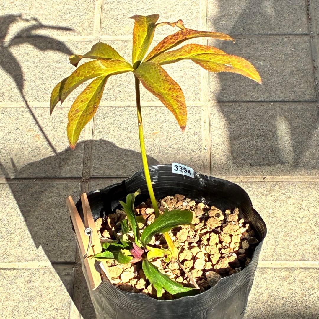 の*ん様 ☘️蕾付き☘️3394⭐️小輪⭐️スレートレッドクレオパトラ⭐️コンパ