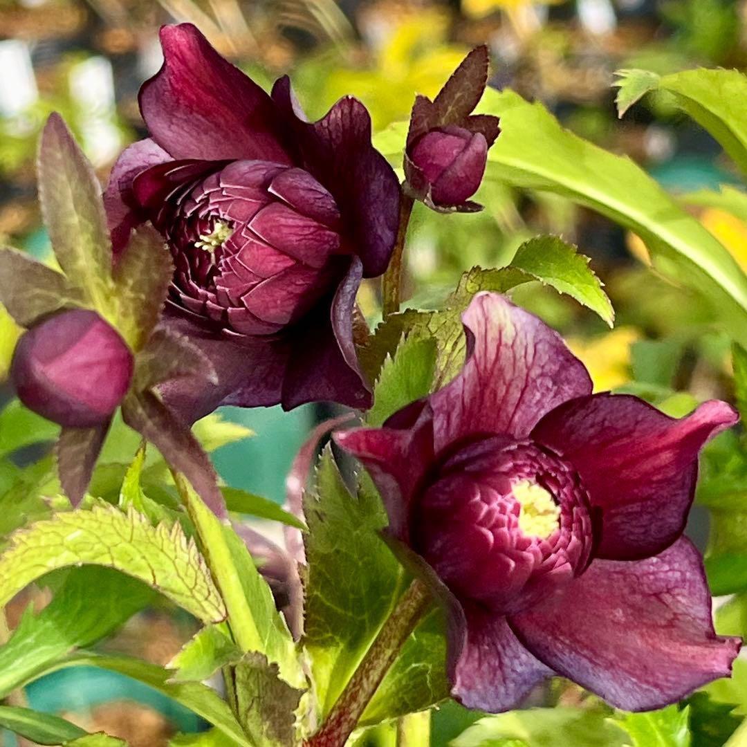 の*ん様 ☘️蕾付き☘️3394⭐️小輪⭐️スレートレッドクレオパトラ⭐️コンパ