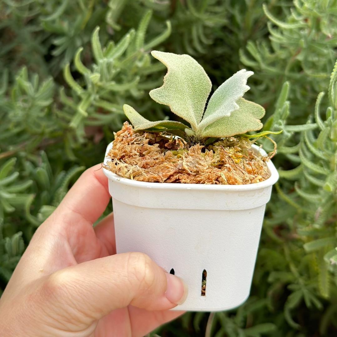 ビカクシダ P. willinckii Elves x P. OMG sporeling