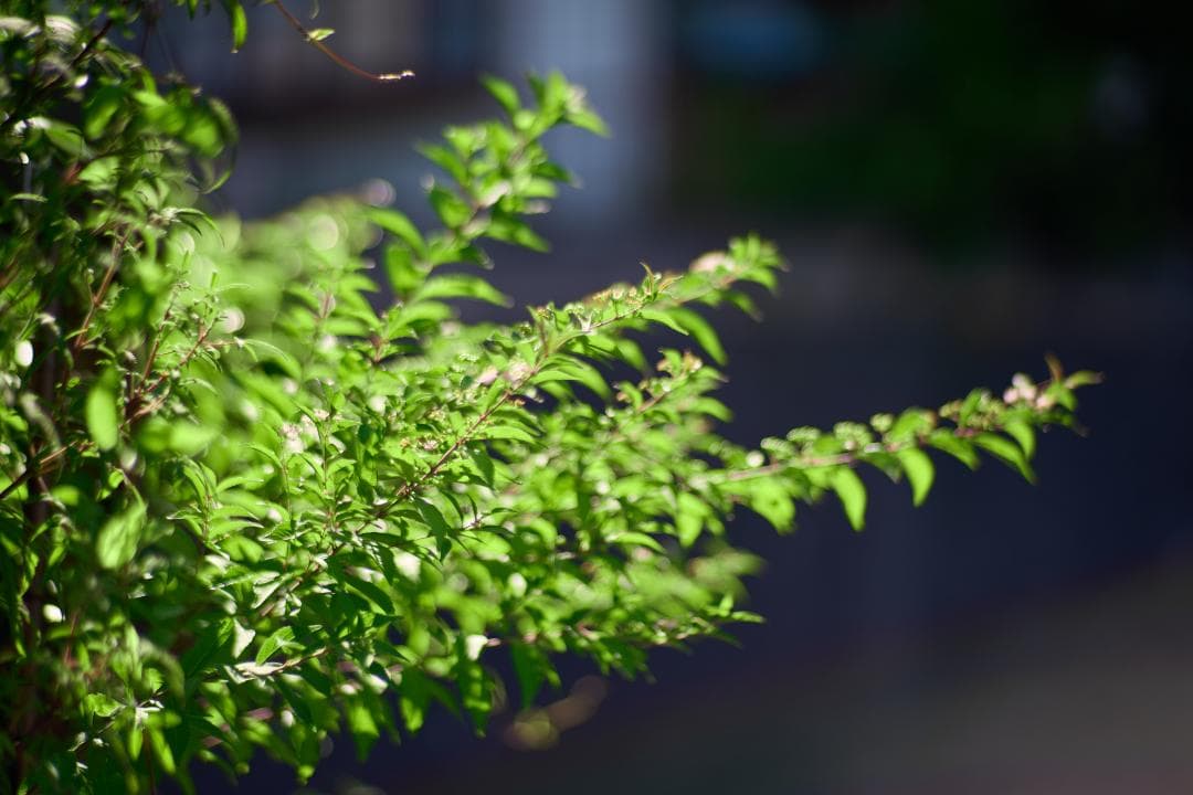 Carl Zeiss Planar 85mm F1.4 MMJ C/Yマウント